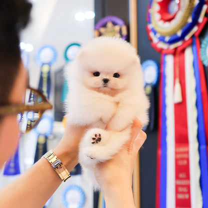 Pomeranian - Mumu (Male)