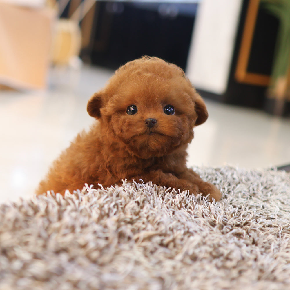 Poodle - Kkuram (Female) $4000