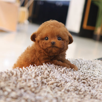 Poodle - Kkuram (Female) $4000