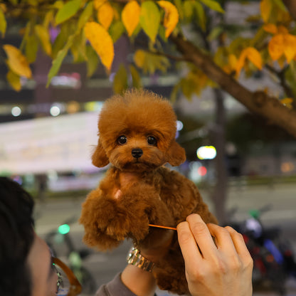 Poodle - Kkoma (Female) $3000