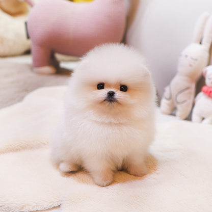 Pomeranian - Saessak (Female) $2500