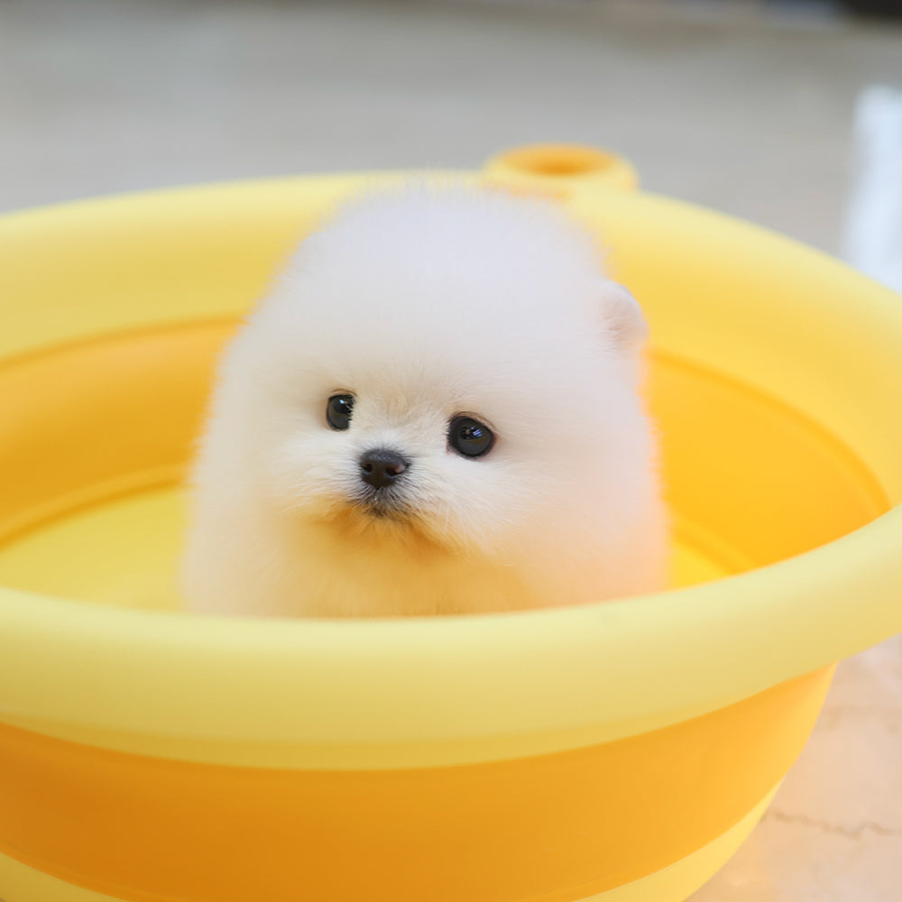 Pomeranian - Ara (Female) $2800