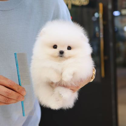 Pomeranian - Sagwa (Male) $3000