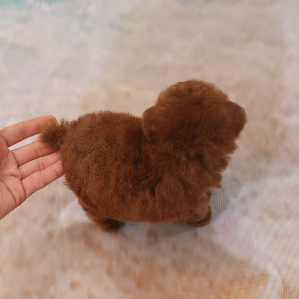 Poodle - Toto (Male) $3200