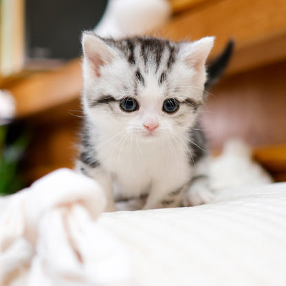 Munchkin - Neopeu (Female)