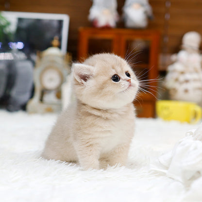 British Shorthair - Mello (Female)