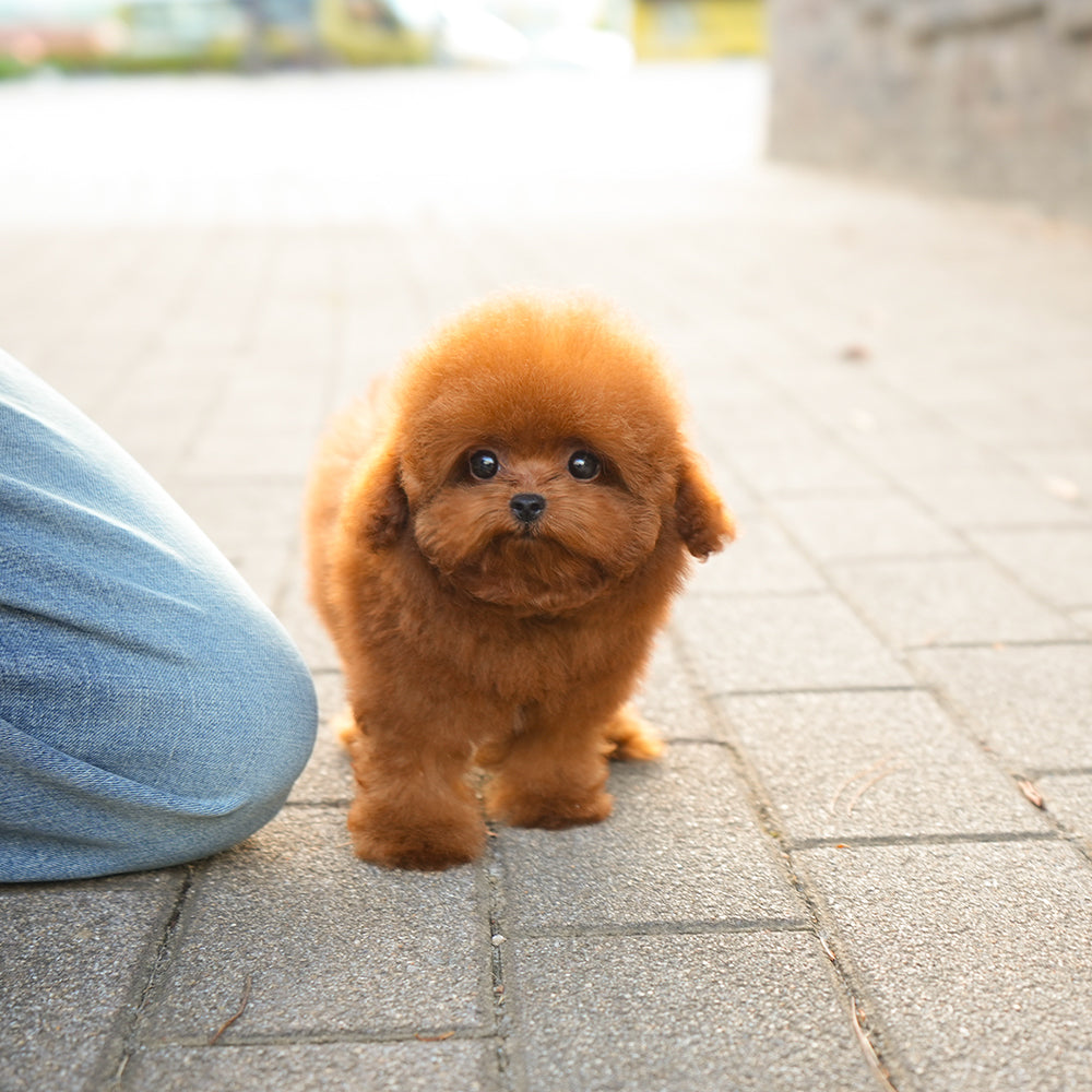 Poodle - Chichi (Female) $4500