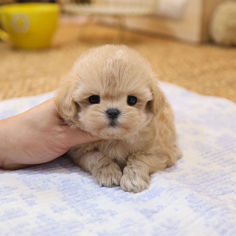 Maltipoo - Geumdol (Male) $2500