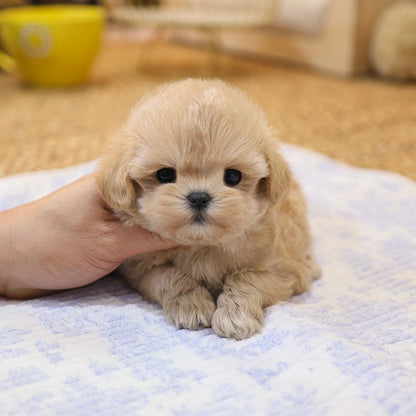 Maltipoo - Geumdol (Male) $2500