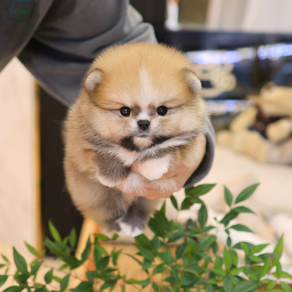 Pomeranian - Posie (Male) $2800