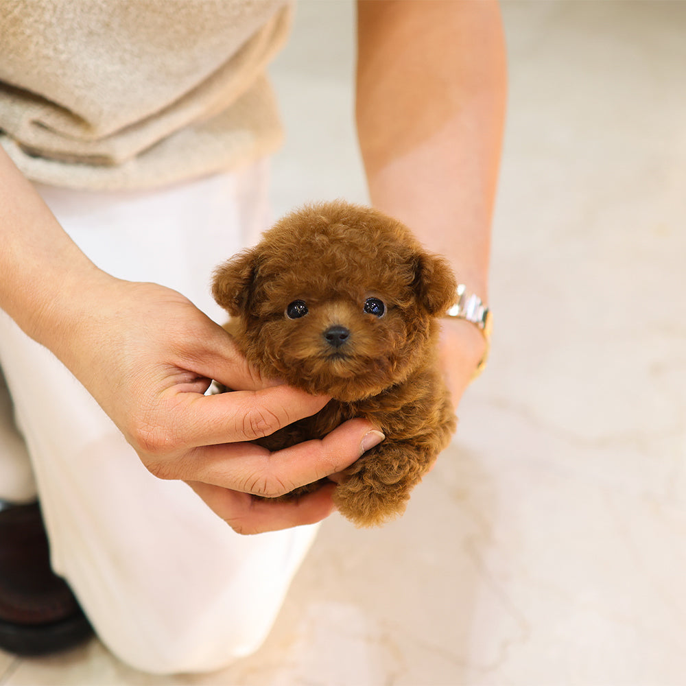 Poodle - Kkakka (Female) $5500