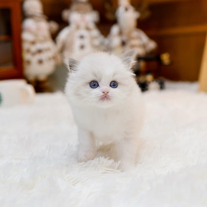 Ragdoll - Karina (Male)