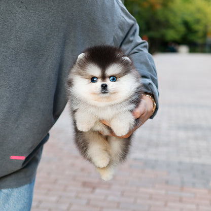 Pomsky - Ppoing (Male) $5700