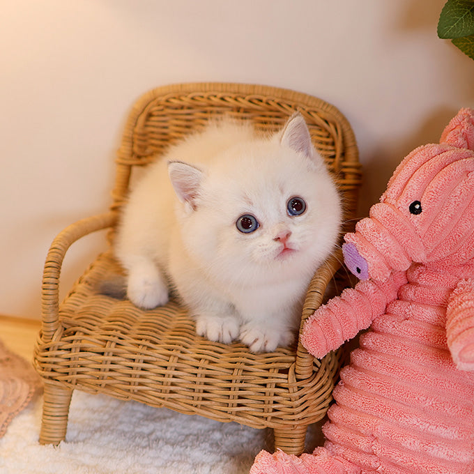 Munchkin - Miri (Male)