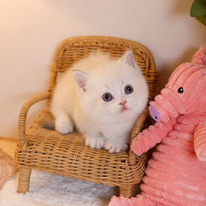 Munchkin - Miri (Male)