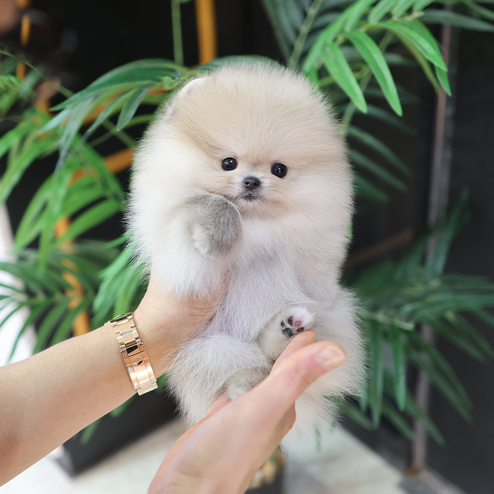 Pomeranian - Haengbok (Female) $2200