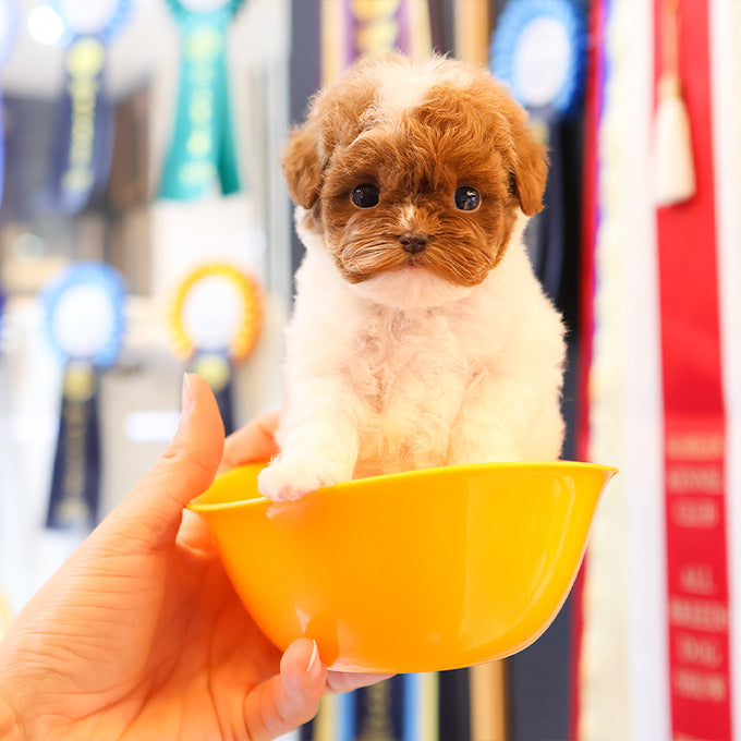 Poodle - Chova (Female)