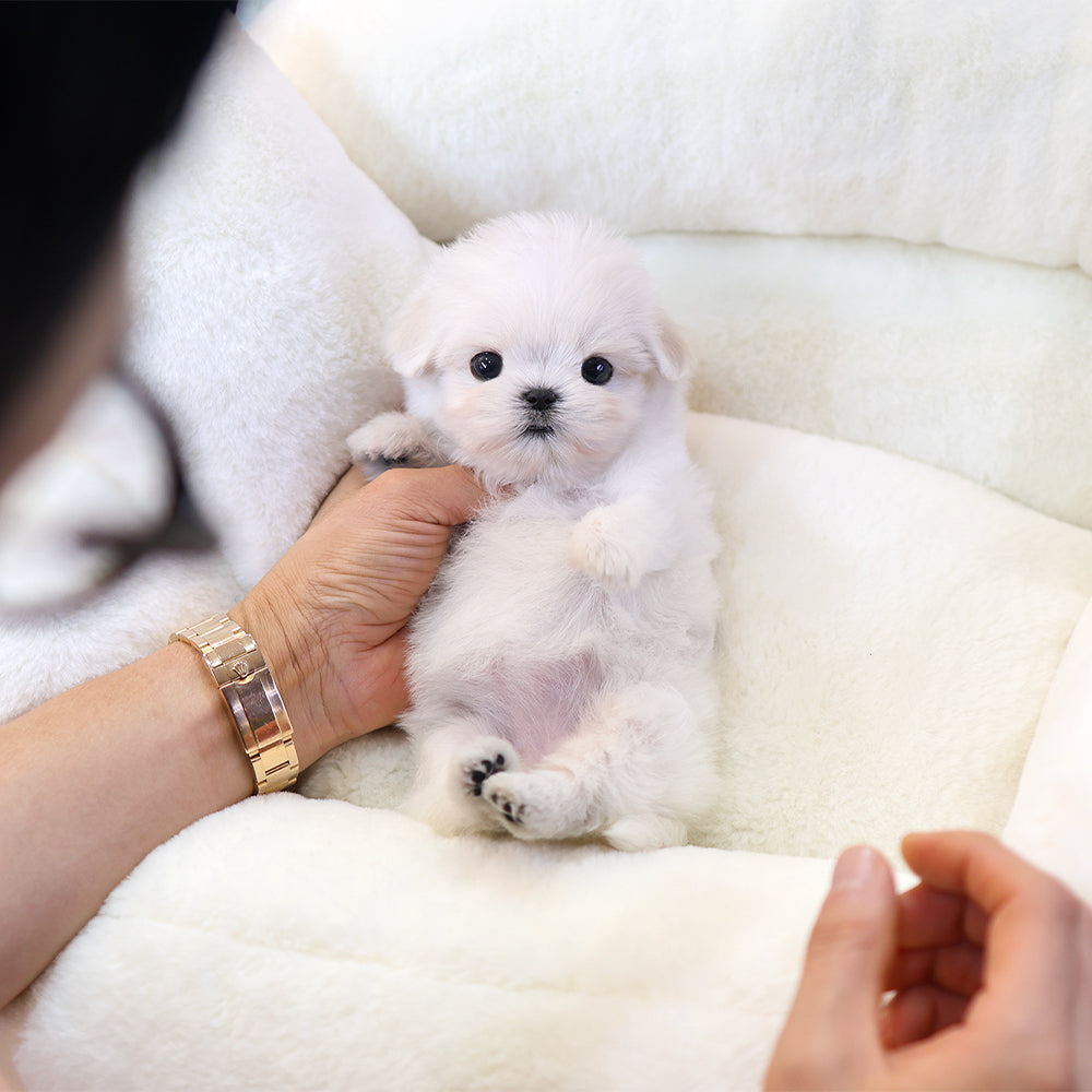 Maltese - Mumu (Female) $3,400