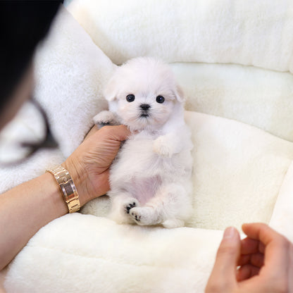 Maltese - Mumu (Female) $3,400