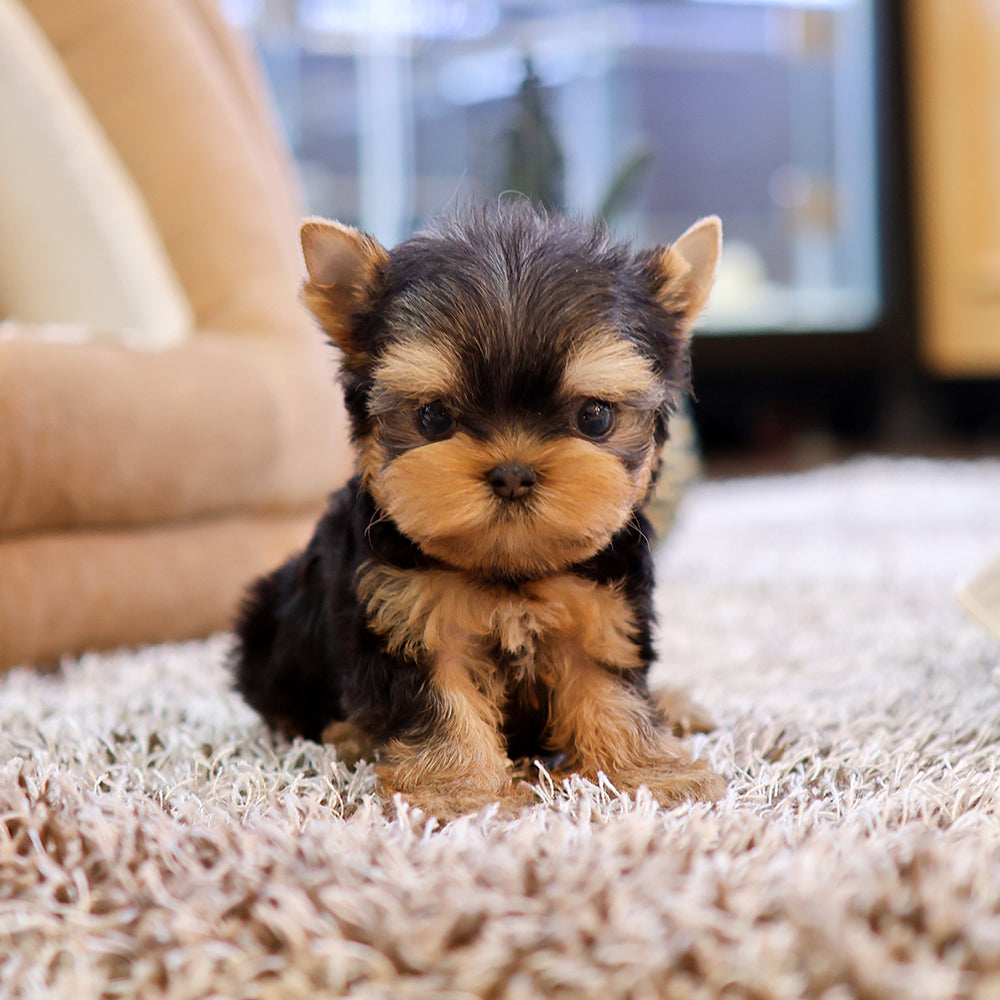 Yorkshire Terrier - Chikchok (Male) $2300