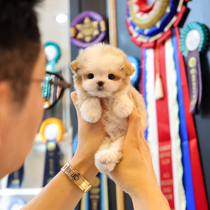 Maltipoo - Dallok (Male) $4000