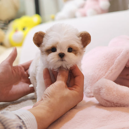 Maltipoo - Hiro (Male) $3300
