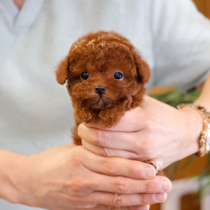 Poodle - Gimjji (Male)