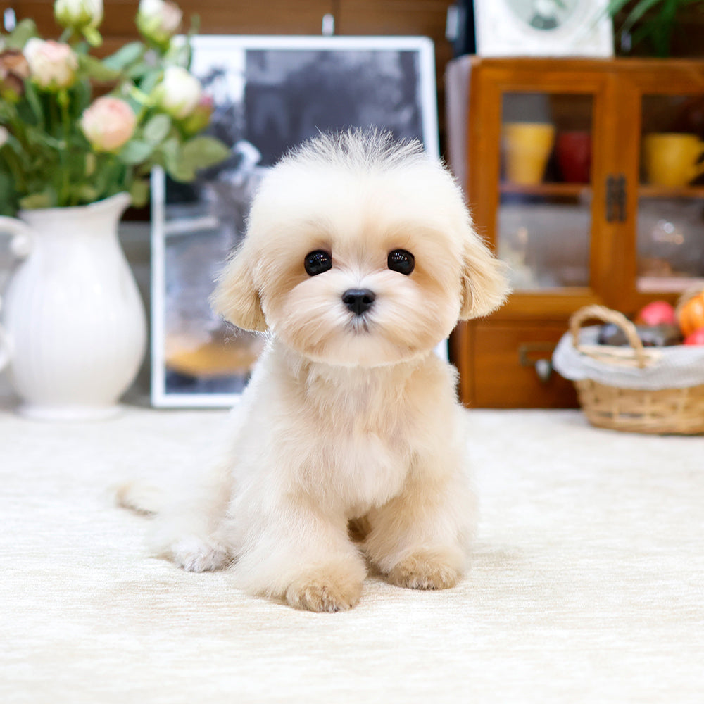 Maltipoo - Ppotu (Male) $2200