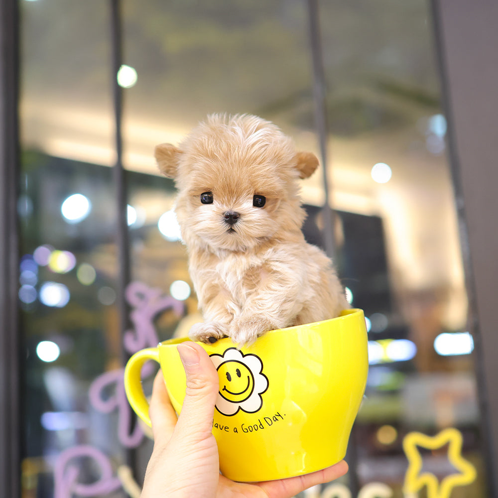 Maltipoo - Luna (Female) $5200