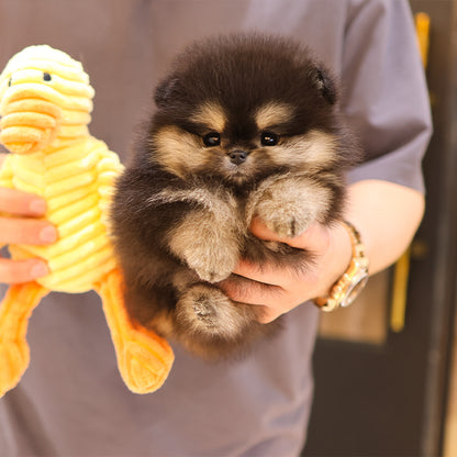 Pomeranian - Mari (Female)