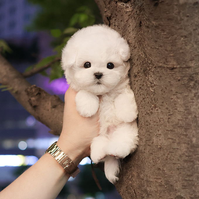 Bichon Frise - Hami (Male)