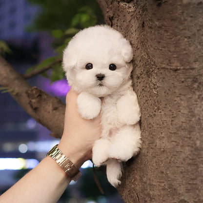 Bichon Frise - Hami (Male)