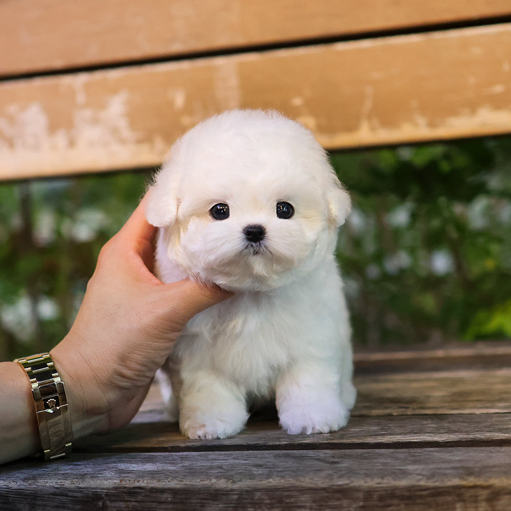 Bichon Frise - Beoteo (Male) $3800