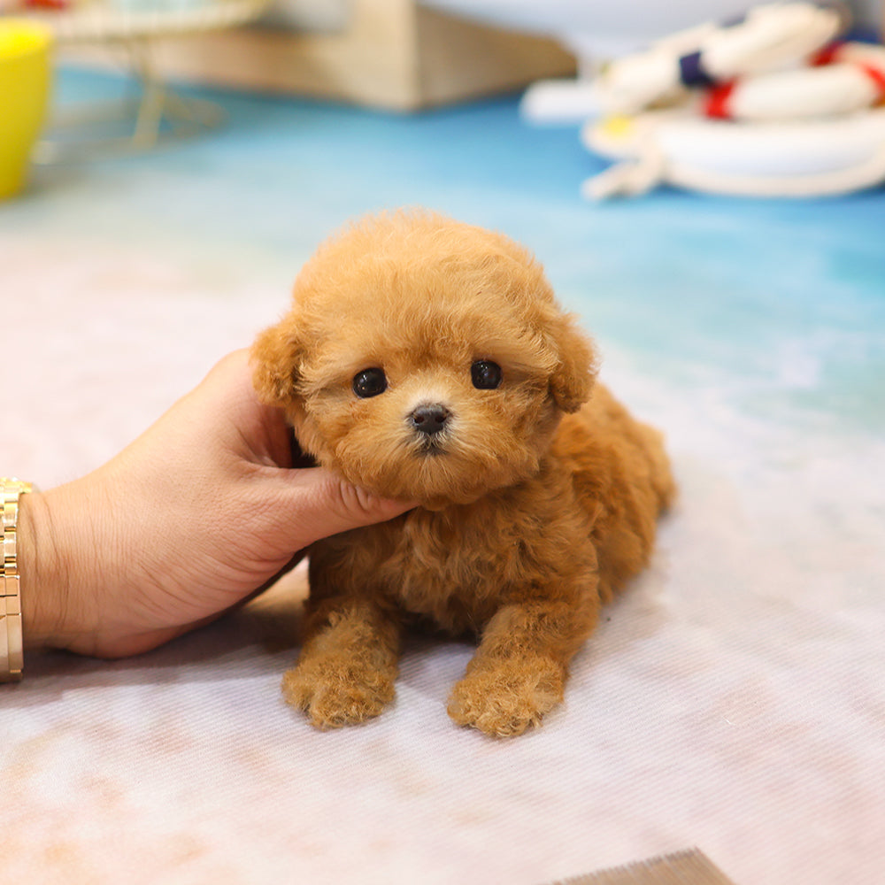 Poodle - Ari (Female) $3800