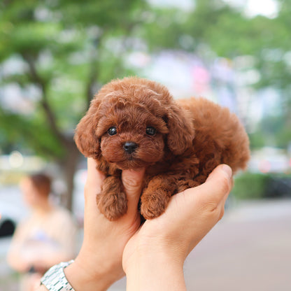 Poodle - Jerry (Female)