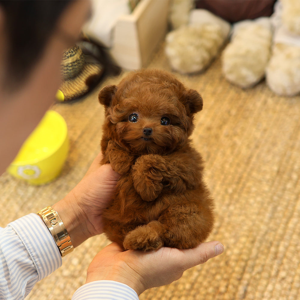 Poodle - Muji (Female) $6400