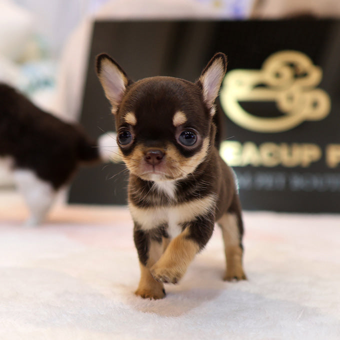 Chihuahua - Menche (Female)