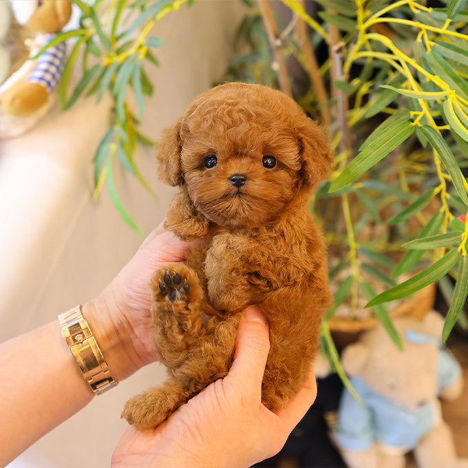 Poodle - Chyoki (Female)