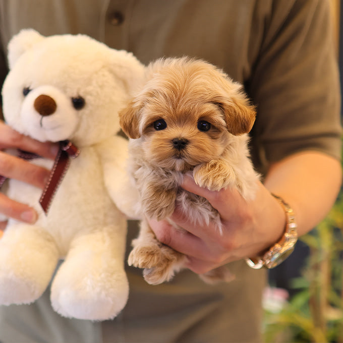 Maltipoo - Poang (Male)