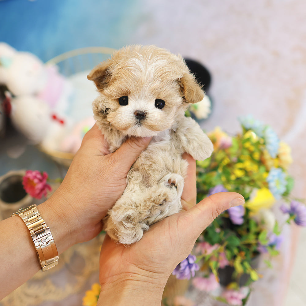 Maltipoo - Darong (Female) $3500