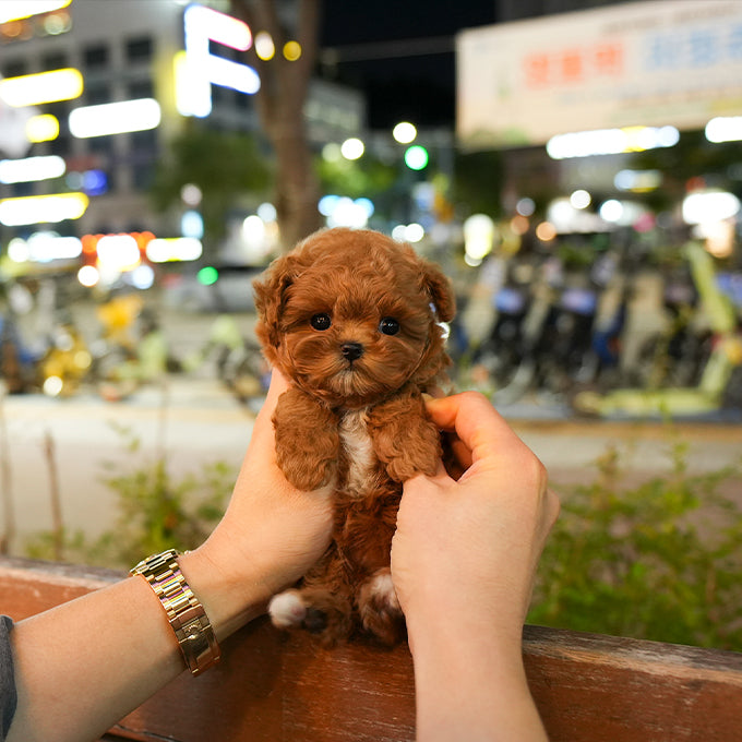 Poodle - Woori (Female) $2700