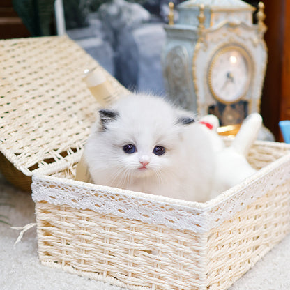 Ragdoll - Gongju (Female)