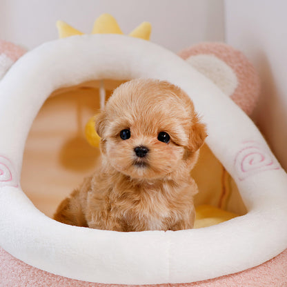 Maltipoo - Saida (Female) $2300