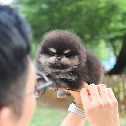 Pomeranian - Nua (Female)