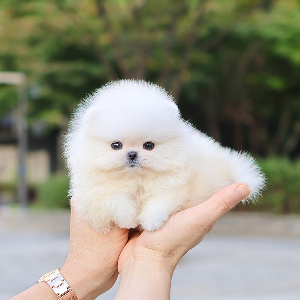 Pomeranian - Bibi (Female) $5200