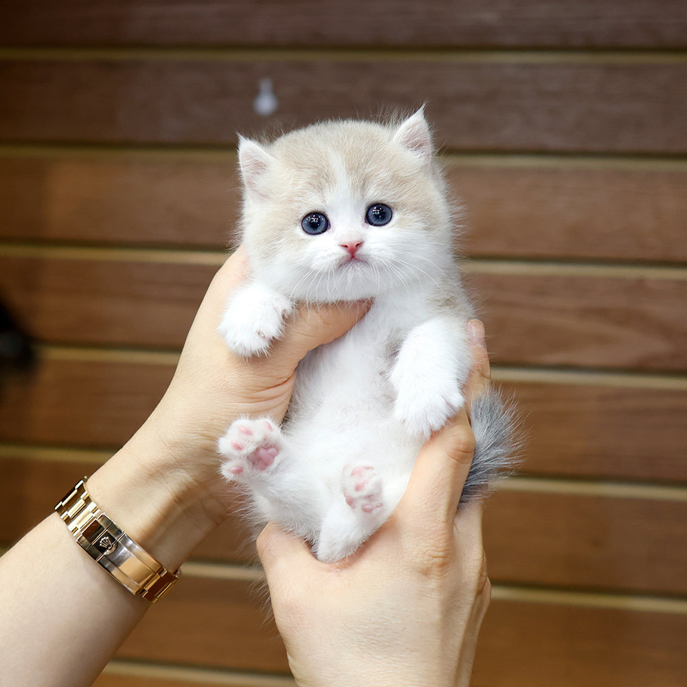 British Shorthair - Dongki (Male) $2400