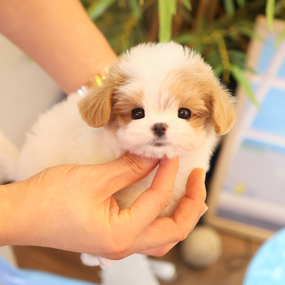Maltipoo - Luiu (Female) $3400
