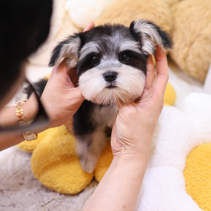 Schnauzer - Rullu (Female)