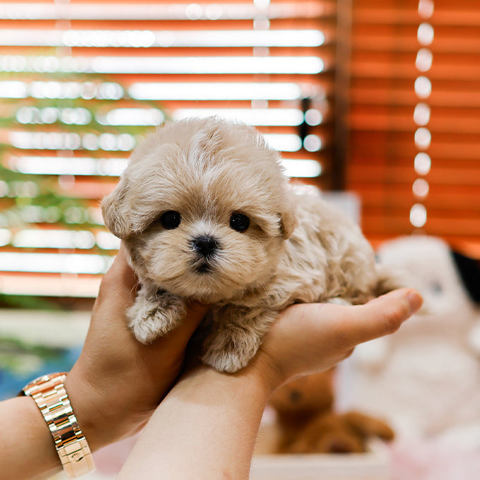Maltipoo - Chipi (Female)