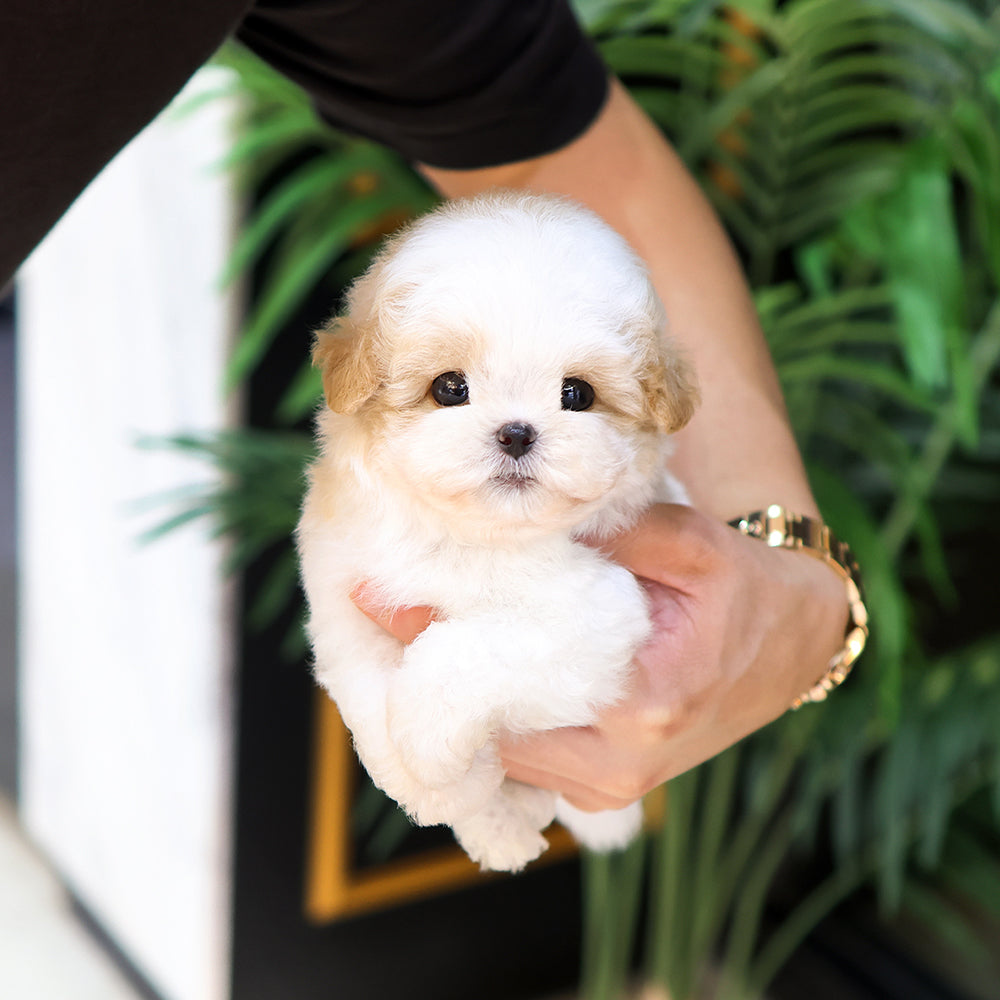 Maltipoo - Sarang (Male) $4400